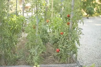 Отель Ammouda 4*